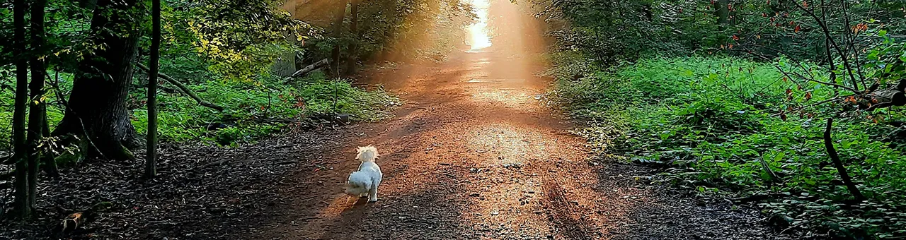 Hund auf Waldlichtung